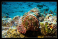   Sea Scorpion Fish Gubal Strait scorpaena scirrosa  